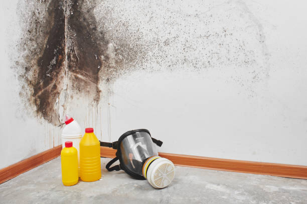 Reliable Hebron, NE Mold Removal Solutions