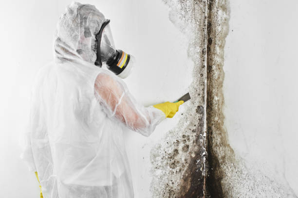 Best Home Mold Removal  in Hebron, NE