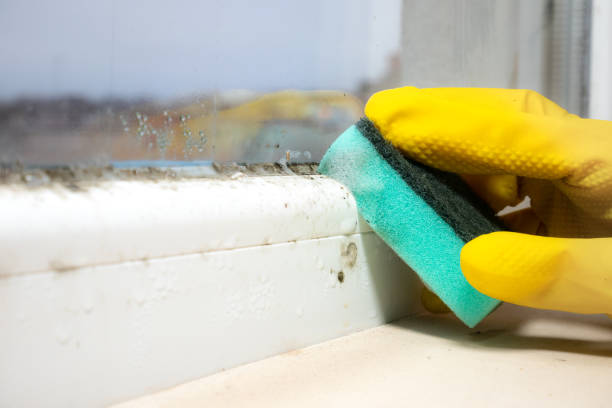Best Mold Removal Near Me  in Hebron, NE